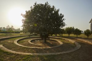 Bodhi Tree at Vedatya