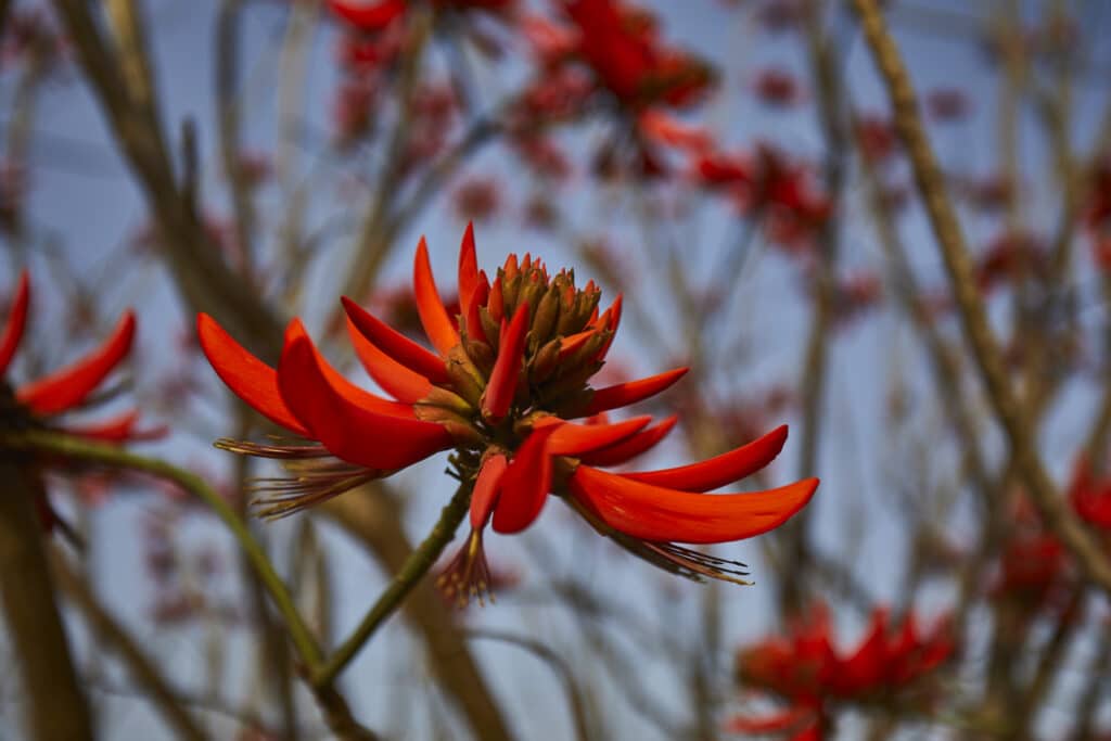 Flowers at Vedatya